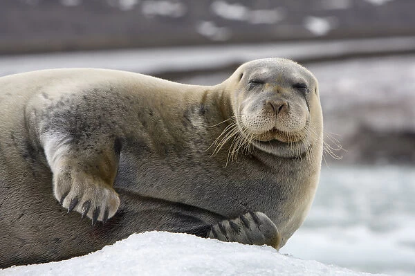 Norway, Svalbard, Spitsbergen, Bearded Seal (Erignathus barbatus) resting on iceberg