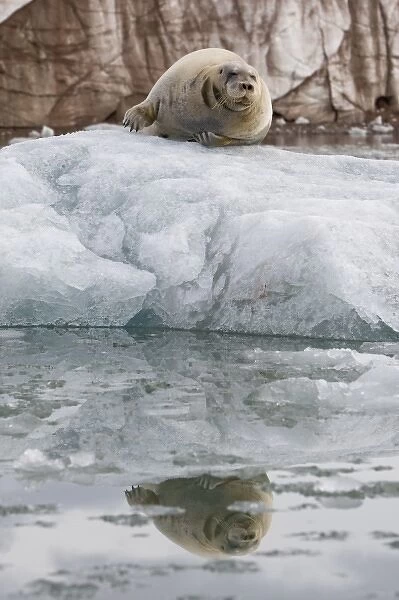 Norway, Svalbard, Spitsbergen, Bearded Seal (Erignathus barbatus) resting on iceberg