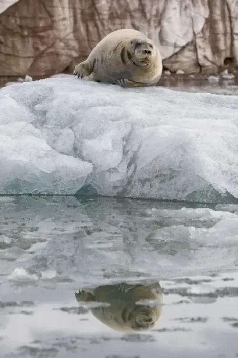 Framed Print : Norway, Svalbard, Spitsbergen, Bearded Seal (Erignathus barbatus) resting on iceberg
