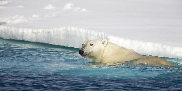 Norway, Svalbard, Spitsbergen Island, Polar Bear (Ursus maritimus) swimming beside