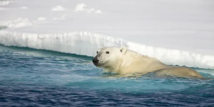 Framed Print : Norway, Svalbard, Spitsbergen Island, Polar Bear (Ursus maritimus) swimming beside Framed Print : Norway, Svalbard, Spitsbergen Island, Polar Bear (Ursus maritimus) swimming beside