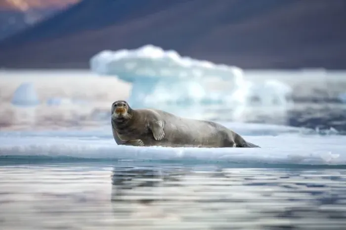 Framed Print : Norway, Svalbard, Spitsbergen Island, Bearded Seal (Erignathus barbatus) resting Framed Print : Norway, Svalbard, Spitsbergen Island, Bearded Seal (Erignathus barbatus) resting