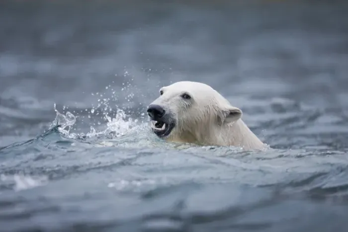 Framed Print : Norway, Svalbard, Spitsbergen Island, Polar Bear (Ursus maritimus) swimming in cold Framed Print : Norway, Svalbard, Spitsbergen Island, Polar Bear (Ursus maritimus) swimming in cold