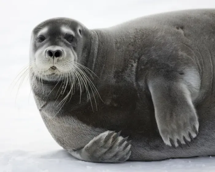 Framed Print : Norway, Svalbard, Spitsbergen Island, Bearded Seal (Erignathus barbatus) resting Framed Print : Norway, Svalbard, Spitsbergen Island, Bearded Seal (Erignathus barbatus) resting