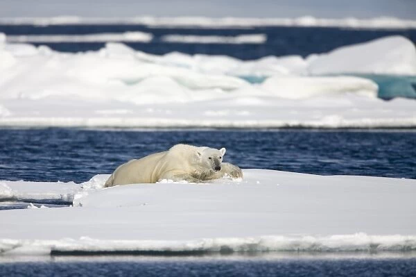 Norway, Svalbard, Spitsbergen Island, Polar Bear (Ursus maritimus) climbing onto