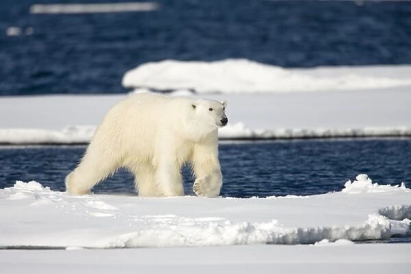 Norway, Svalbard, Spitsbergen Island, Polar Bear (Ursus maritimus) walking on snow-covered
