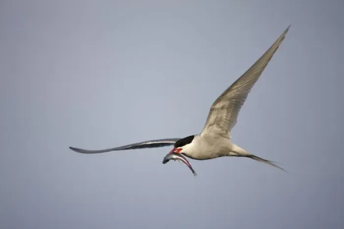 Framed Print : Norway, Svalbard, Spitsbergen Island, Arctic Tern (Sterna paradisaea) carries small