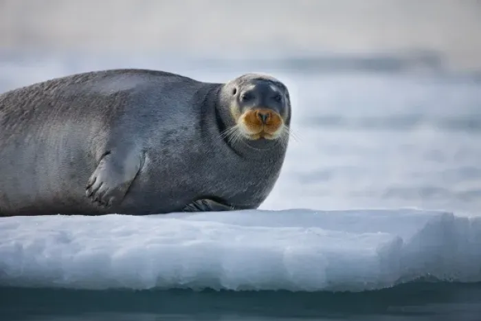 Framed Print : Norway, Svalbard, Spitsbergen Island, Bearded Seal (Erignathus barbatus) resting Framed Print : Norway, Svalbard, Spitsbergen Island, Bearded Seal (Erignathus barbatus) resting