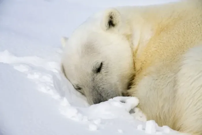 Framed Print : Norway, Svalbard, Spitsbergen Island, Polar Bear (Ursus maritimus) curls up to sleep Framed Print : Norway, Svalbard, Spitsbergen Island, Polar Bear (Ursus maritimus) curls up to sleep