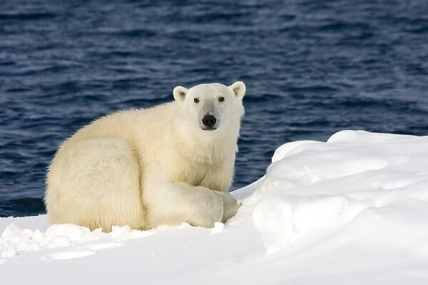 Norway, Svalbard, Spitsbergen Island, Polar Bear (Ursus maritimus) resting on snow-covered
