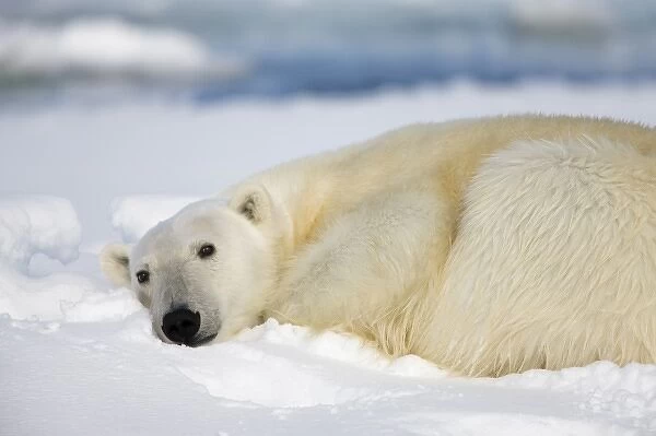 Norway, Svalbard, Spitsbergen Island, Polar Bear (Ursus maritimus) resting on snow-covered