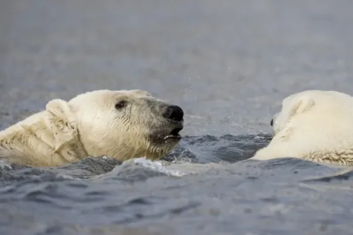 Framed Print : Norway, Svalbard, Spitsbergen Island, Polar Bears (Ursus maritimus) swimming across Framed Print : Norway, Svalbard, Spitsbergen Island, Polar Bears (Ursus maritimus) swimming across