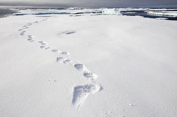 Norway, Svalbard, Spitsbergen Island, Tracks from Polar Bear (Ursus maritimus) left