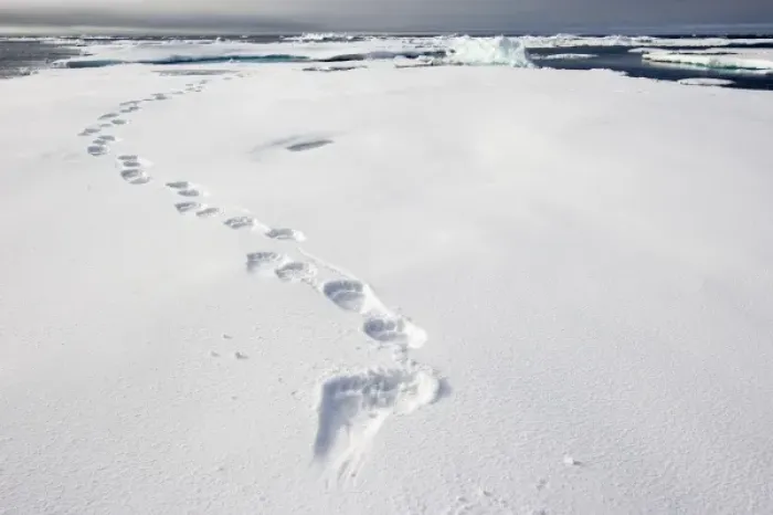 Framed Print : Norway, Svalbard, Spitsbergen Island, Tracks from Polar Bear (Ursus maritimus) left Framed Print : Norway, Svalbard, Spitsbergen Island, Tracks from Polar Bear (Ursus maritimus) left