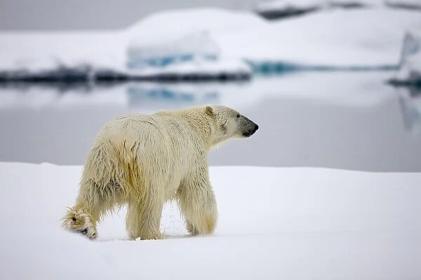 Norway, Svalbard, Spitsbergen Island, Polar Bear (Ursus maritimus) walking on iceberg