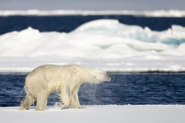 Norway, Svalbard, Spitsbergen Island, Polar Bear (Ursus maritimus) shakes off sea