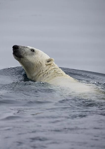 Norway, Svalbard, Spitsbergen Island, Polar Bear (Ursus maritimus) swimming along