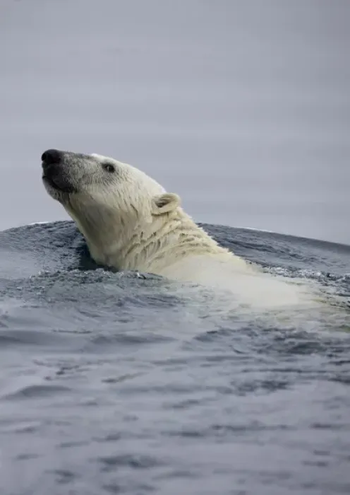 Framed Print : Norway, Svalbard, Spitsbergen Island, Polar Bear (Ursus maritimus) swimming along
