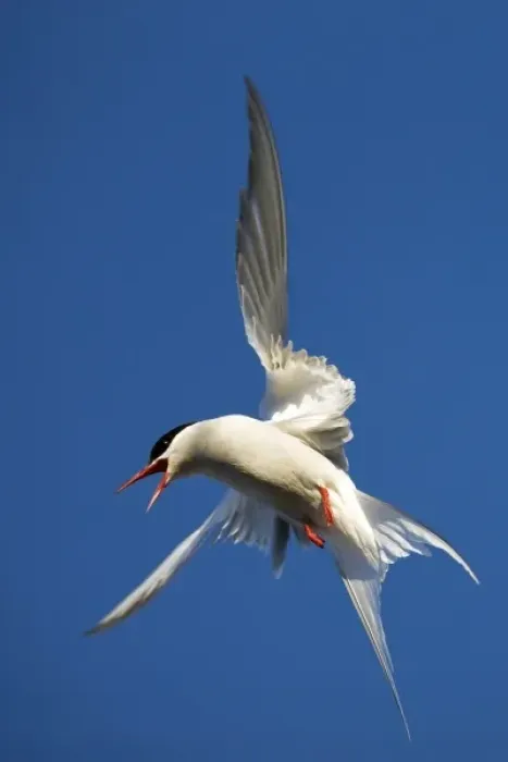 Framed Print : Norway, Svalbard, Spitsbergen Island, Arctic Tern (Sterna paradisaea) fluttering