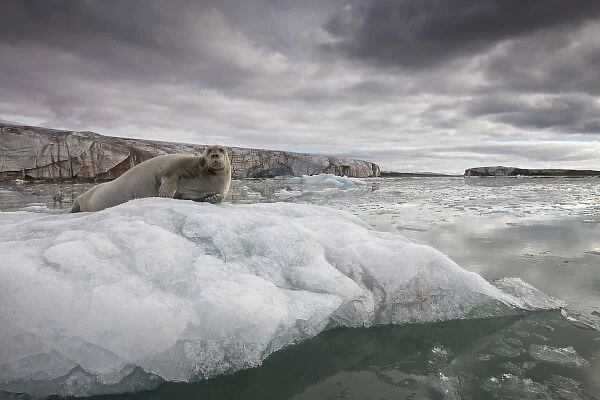 Norway, Svalbard, Spitsbergen Island, Portrait of Bearded Seal (Erignathus barbatus)