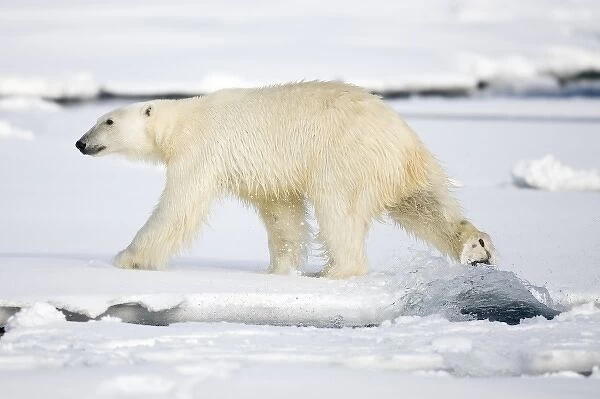 Norway, Svalbard, Spitsbergen Island, Polar Bear (Ursus maritimus) walking on snow-covered