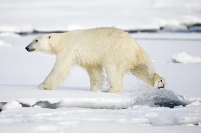 Framed Print : Norway, Svalbard, Spitsbergen Island, Polar Bear (Ursus maritimus) walking on snow-covered