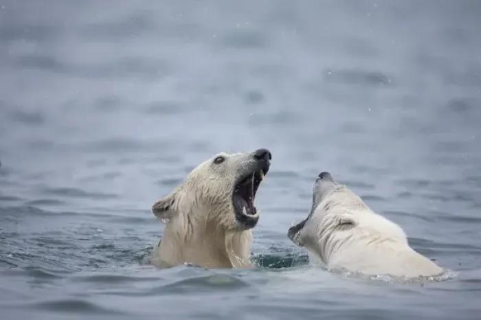 Framed Print : Norway, Svalbard, Spitsbergen Island, Polar Bears (Ursus maritimus) play fighting Framed Print : Norway, Svalbard, Spitsbergen Island, Polar Bears (Ursus maritimus) play fighting