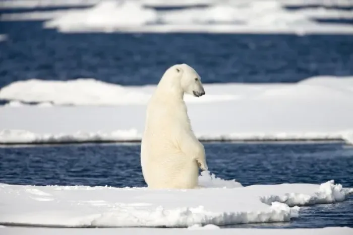 Framed Print : Norway, Svalbard, Spitsbergen Island, Polar Bear (Ursus maritimus) sitting upright