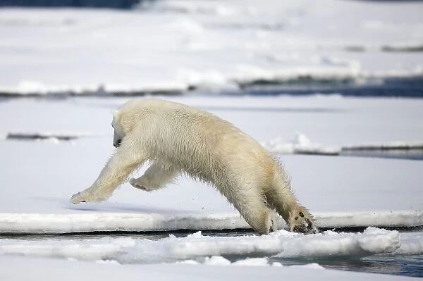 Norway, Svalbard, Spitsbergen Island, Polar Bear (Ursus maritimus) leaping between