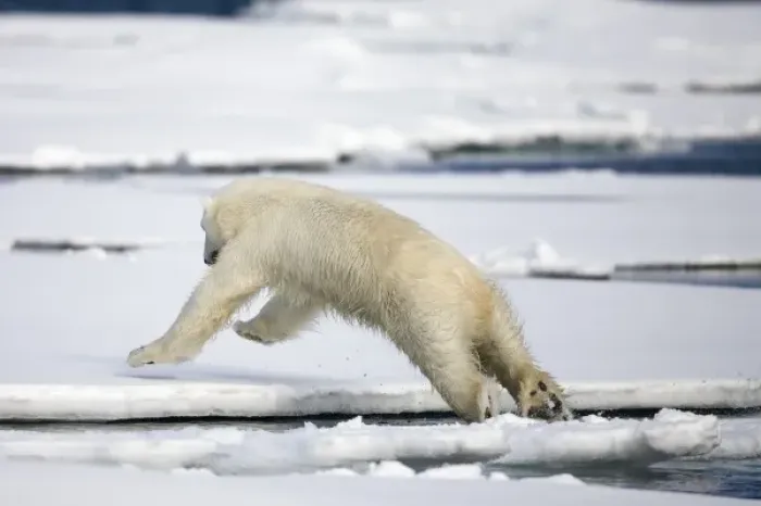 Framed Print : Norway, Svalbard, Spitsbergen Island, Polar Bear (Ursus maritimus) leaping between Framed Print : Norway, Svalbard, Spitsbergen Island, Polar Bear (Ursus maritimus) leaping between