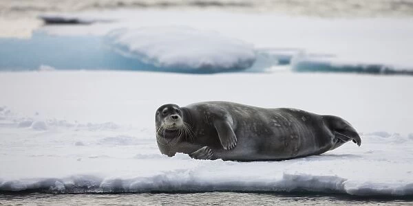 Norway, Svalbard, Spitsbergen Island, Bearded Seal (Erignathus barbatus) resting
