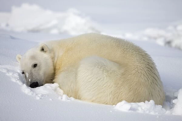 Norway, Svalbard, Spitsbergen Island, Polar Bear (Ursus maritimus) curls up to sleep