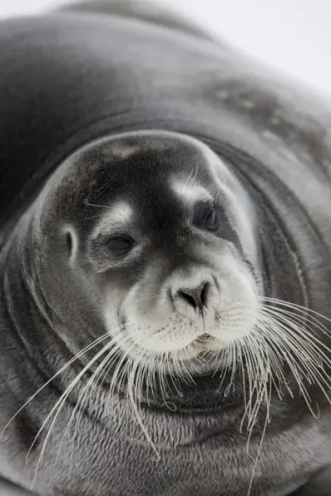 Framed Print : Norway, Svalbard, Spitsbergen Island, Bearded Seal (Erignathus barbatus) resting