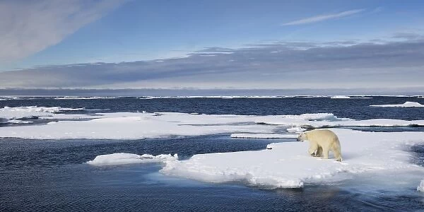 Norway, Svalbard, Spitsbergen Island, Polar Bear (Ursus maritimus) running across