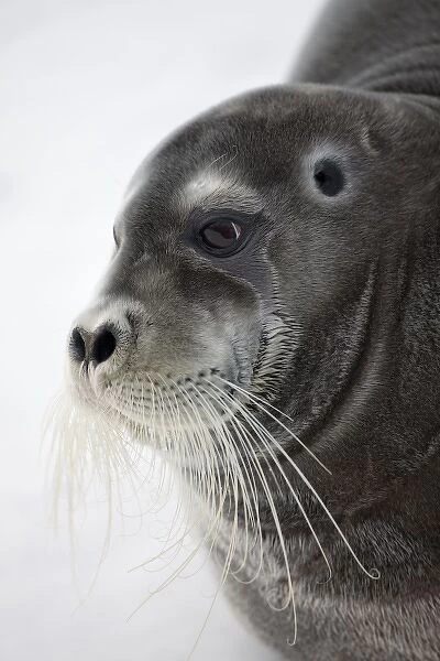 Norway, Svalbard, Spitsbergen Island, Portrait of Bearded Seal (Erignathus barbatus)