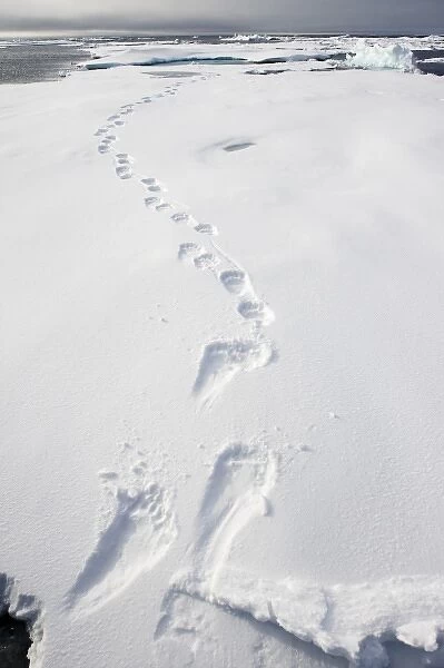 Norway, Svalbard, Spitsbergen Island, Tracks in snow from Polar Bear (Ursus maritimus)