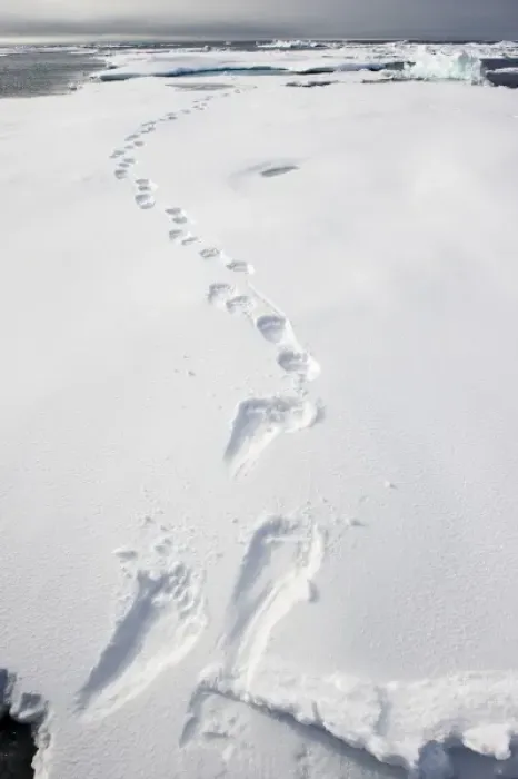 Framed Print : Norway, Svalbard, Spitsbergen Island, Tracks in snow from Polar Bear (Ursus maritimus)