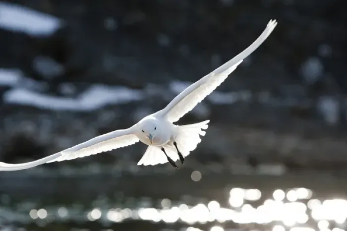 Framed Print : Norway, Svalbard, Spitsbergen Island, Ivory Gull (Pagophila eburnea) gliding on wind Framed Print : Norway, Svalbard, Spitsbergen Island, Ivory Gull (Pagophila eburnea) gliding on wind