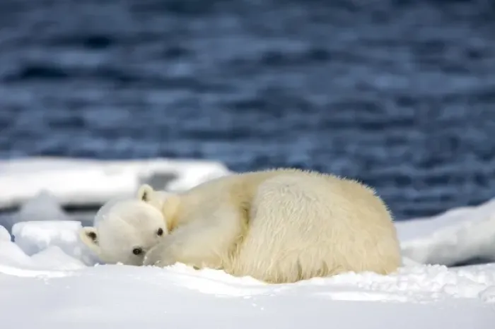 Framed Print : Norway, Svalbard, Spitsbergen Island, Polar Bear (Ursus maritimus) resting on snow-covered