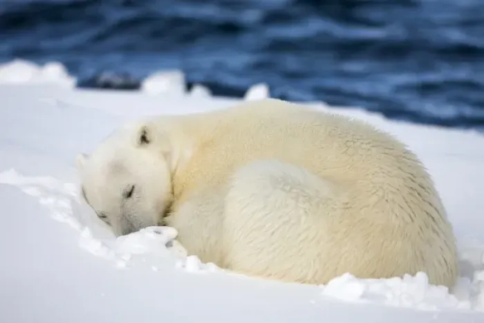 Framed Print : Norway, Svalbard, Spitsbergen Island, Polar Bear (Ursus maritimus) curls up to sleep