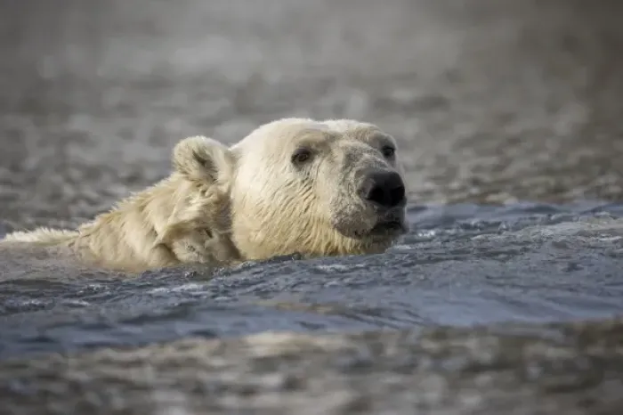 Framed Print : Norway, Svalbard, Spitsbergen Island, Polar Bear (Ursus maritimus) swimming across Framed Print : Norway, Svalbard, Spitsbergen Island, Polar Bear (Ursus maritimus) swimming across