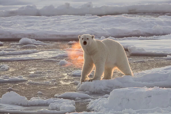 Norway, Svalbard, Spitsbergen. Polar bear with backlit breath