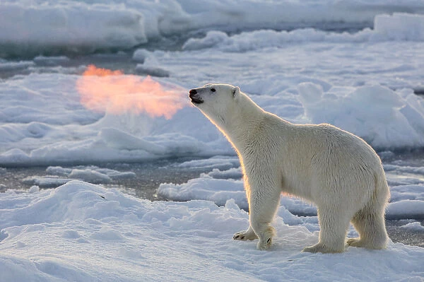 Norway, Svalbard, Spitsbergen. Polar bear with backlit breath