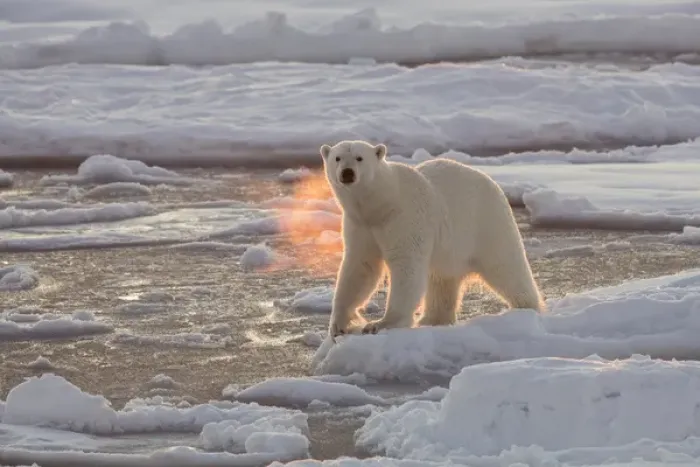 Framed Print : Norway, Svalbard, Spitsbergen. Polar bear with backlit breath