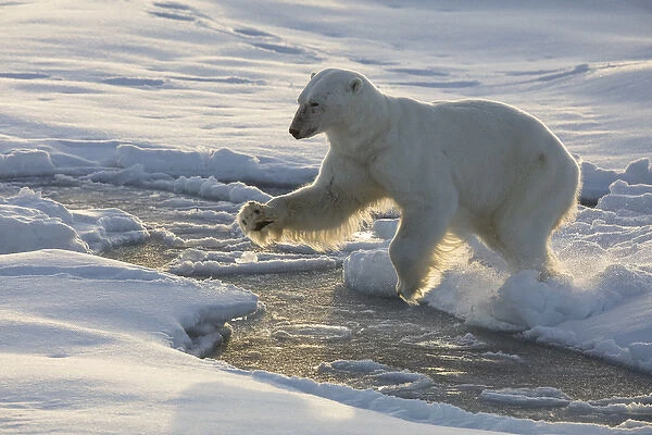 Norway, Svalbard, Spitsbergen. Polar bear jumps across sea ice