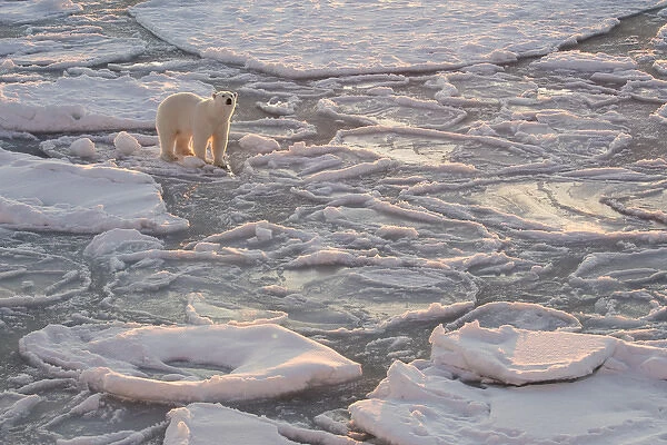 Norway, Svalbard, Spitsbergen. Polar bear on sea ice at sunrise
