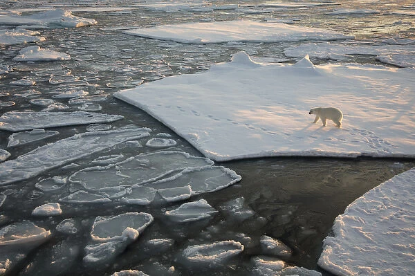 Norway, Svalbard, Spitsbergen. Polar bear on sea ice at sunrise