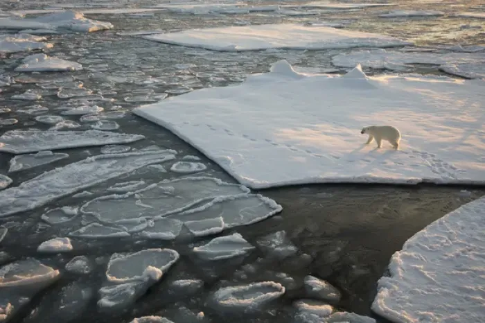 Framed Print : Norway, Svalbard, Spitsbergen. Polar bear on sea ice at sunrise Framed Print : Norway, Svalbard, Spitsbergen. Polar bear on sea ice at sunrise
