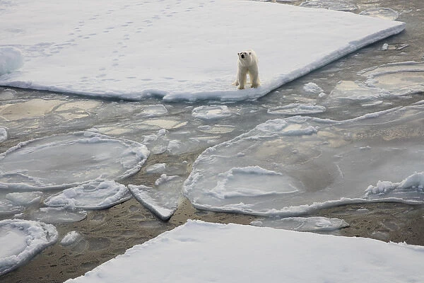 Norway, Svalbard, Spitsbergen. Polar bear stands on sea ice