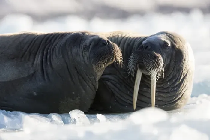 Framed Print : Norway, Svalbard, Spitsbergen. Walruses lie on ice Framed Print : Norway, Svalbard, Spitsbergen. Walruses lie on ice